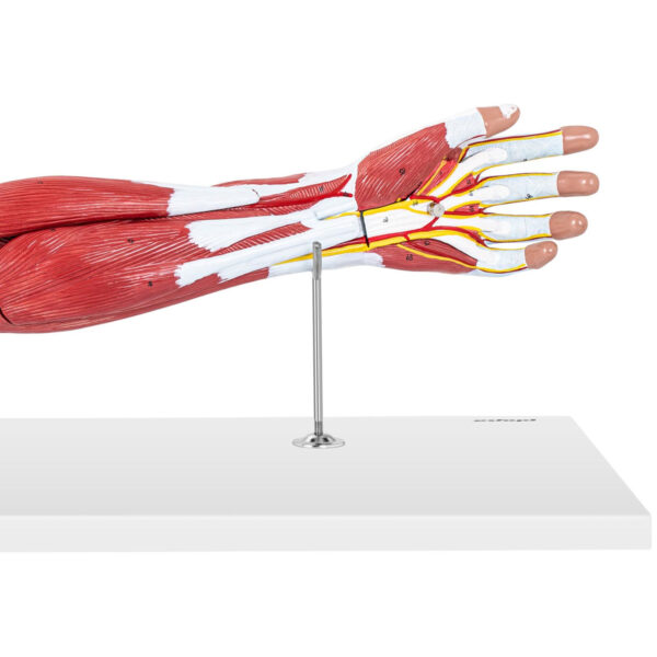 Model anatomiczny ramienia 3D w skali 1:1 4 10040314 4