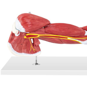 Model anatomiczny ramienia 3D w skali 1:1 11 Model anatomiczny ramienia 3D w skali 1:1 - obrazek 6
