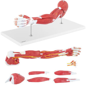 Model anatomiczny ramienia 3D w skali 1:1 6 Model anatomiczny ramienia 3D w skali 1:1 - obrazek 1