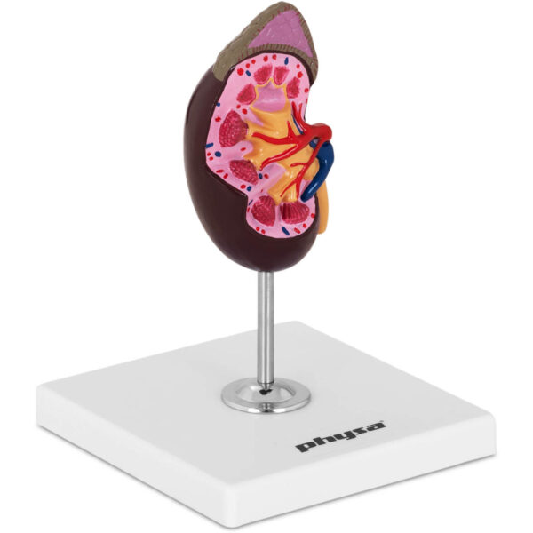 Model anatomiczny nerki 3D w skali 1:1 1 10040315 1