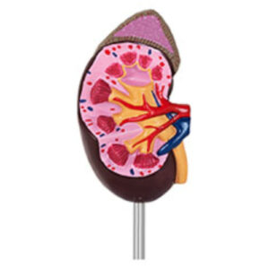 Model anatomiczny nerki 3D w skali 1:1 6 Model anatomiczny nerki 3D w skali 1:1 - obrazek 3