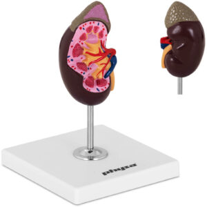 Model anatomiczny nerki 3D w skali 1:1 4 Model anatomiczny nerki 3D w skali 1:1 - obrazek 1