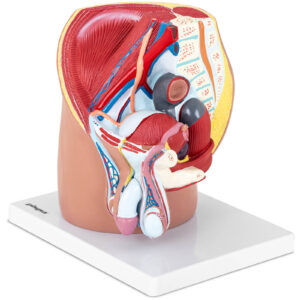 Model anatomiczny miednicy męskiej 3D w skali 1:1 7 Model anatomiczny miednicy męskiej 3D w skali 1:1 - obrazek 2