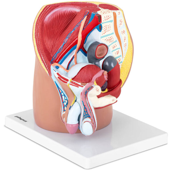 Model anatomiczny miednicy męskiej 3D w skali 1:1 1 10040316 1