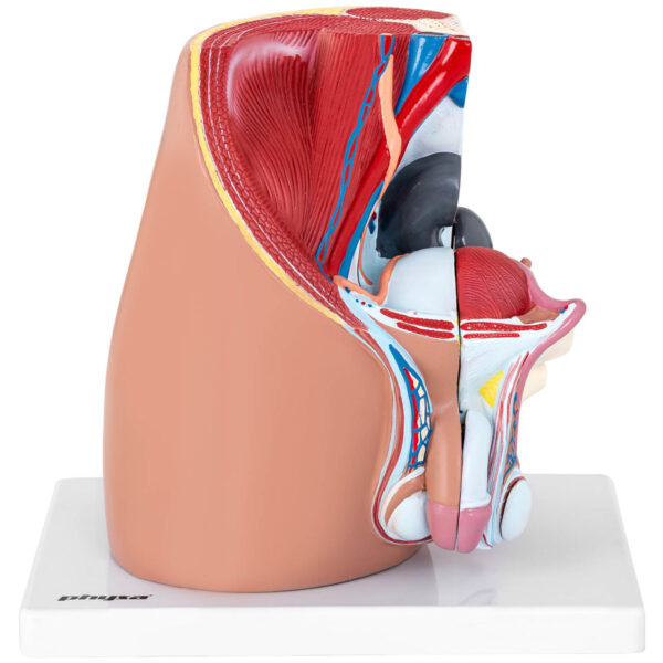 Model anatomiczny miednicy męskiej 3D w skali 1:1 2 10040316 2