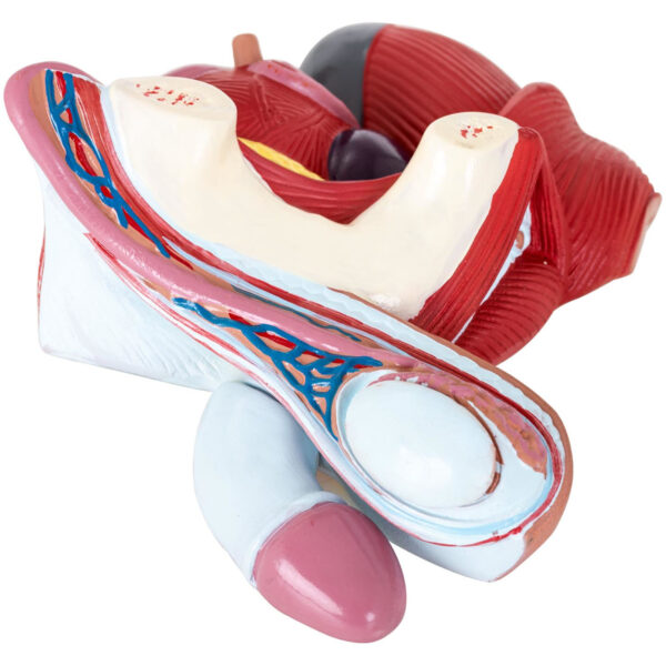 Model anatomiczny miednicy męskiej 3D w skali 1:1 3 10040316 3