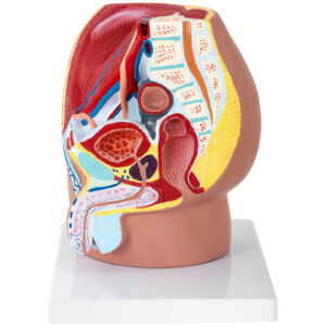 Model anatomiczny miednicy męskiej 3D w skali 1:1 10 Model anatomiczny miednicy męskiej 3D w skali 1:1 - obrazek 5