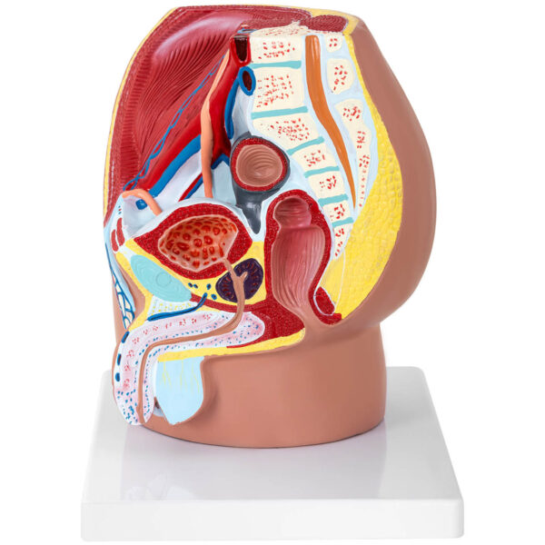 Model anatomiczny miednicy męskiej 3D w skali 1:1 4 10040316 4