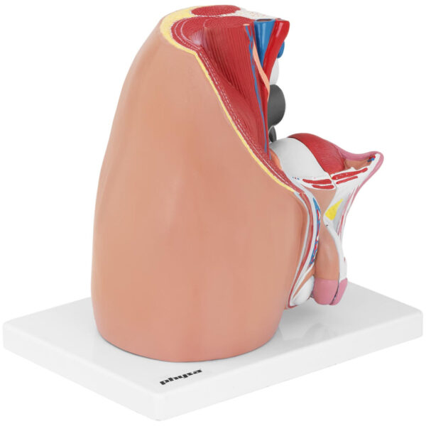 Model anatomiczny miednicy męskiej 3D w skali 1:1 5 10040316 5