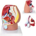 10040316 model anatomiczny miednicy meskiej 3d w skali 1 1 physa hurtownia sklep dystrybutor