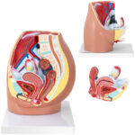 10040317 model anatomiczny miednicy zenskiej 3d w skali 1 1 physa hurtownia sklep dystrybutor