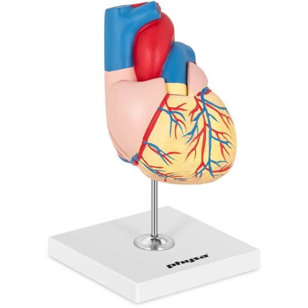 Model anatomiczny serca człowieka 3D 1 10040318 1