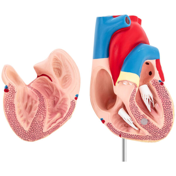 Model anatomiczny serca człowieka 3D 2 10040318 2