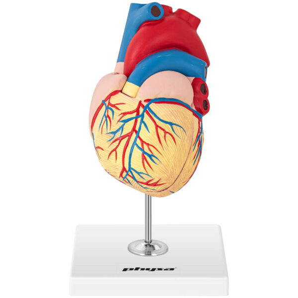 Model anatomiczny serca człowieka 3D 3 10040318 3