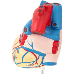 Model anatomiczny serca człowieka 3D 9 Model anatomiczny serca człowieka 3D - obrazek 5