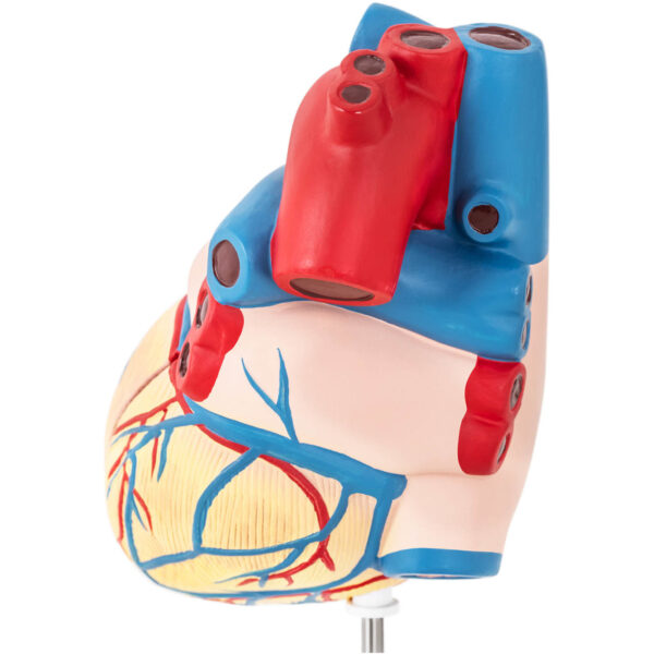 Model anatomiczny serca człowieka 3D 4 10040318 4