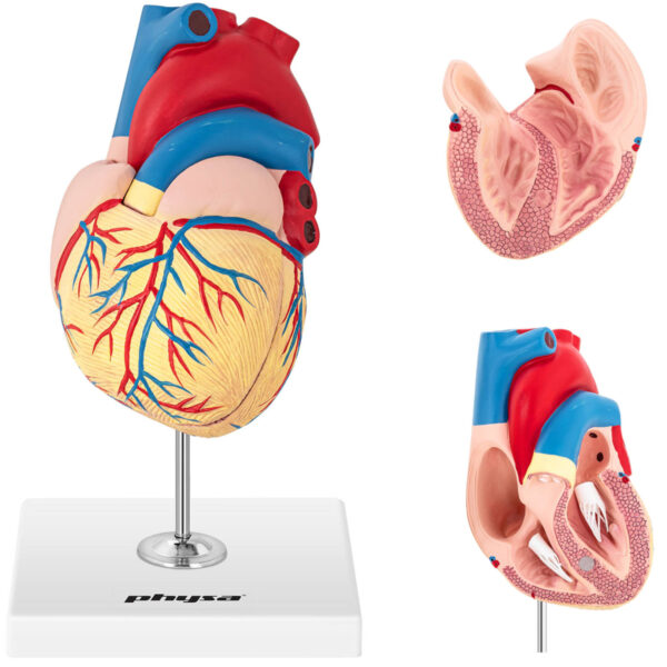 Created with GIMP 10040318 model anatomiczny serca czlowieka 3d physa hurtownia sklep dystrybutor
