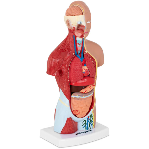 Model anatomiczny 3D tułowia człowieka 1 10040320 1