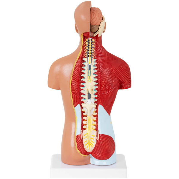 Model anatomiczny 3D tułowia człowieka 2 10040320 2