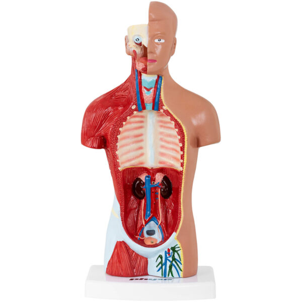 Model anatomiczny 3D tułowia człowieka 3 10040320 3