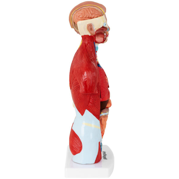 Model anatomiczny 3D tułowia człowieka 4 10040320 4
