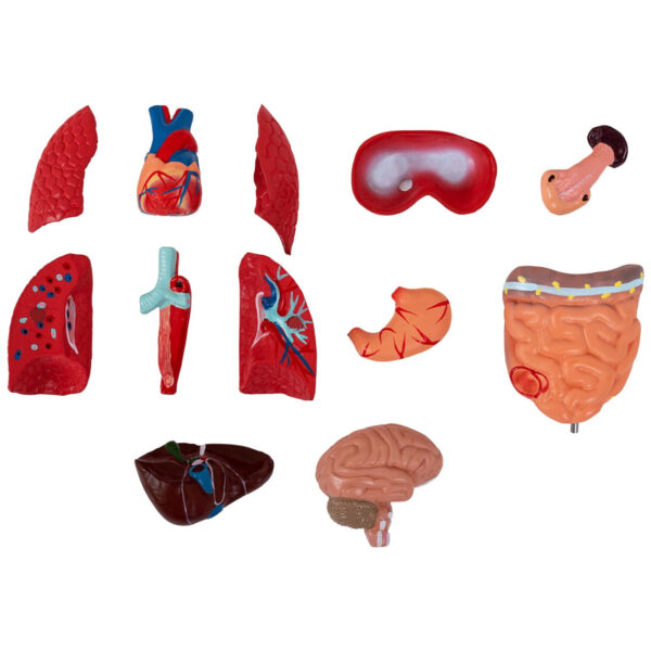Model anatomiczny 3D tułowia człowieka 5 10040320 5
