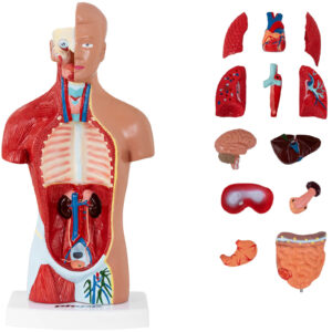 Model anatomiczny 3D tułowia człowieka 6 Model anatomiczny 3D tułowia człowieka - obrazek 1