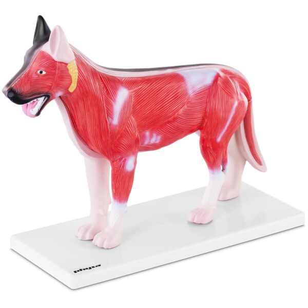 Model anatomiczny 3D psa z wyjmowanymi organami 1 10040330 1