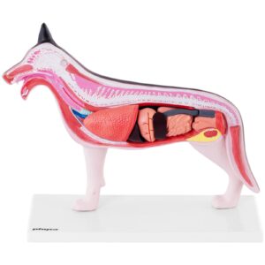 Model anatomiczny 3D psa z wyjmowanymi organami 8 Model anatomiczny 3D psa z wyjmowanymi organami - obrazek 3