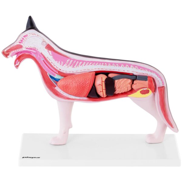 Model anatomiczny 3D psa z wyjmowanymi organami 2 10040330 2
