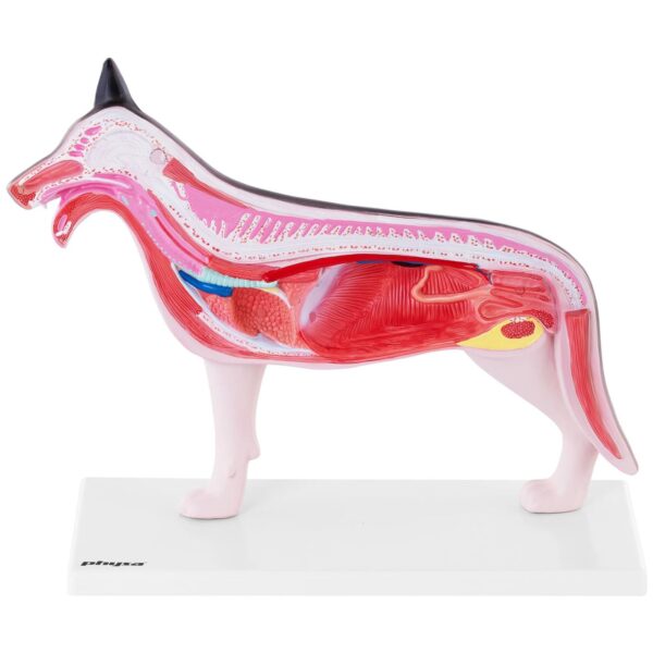 Model anatomiczny 3D psa z wyjmowanymi organami 3 10040330 3