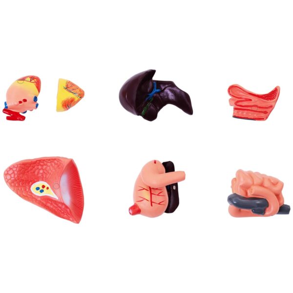 Model anatomiczny 3D psa z wyjmowanymi organami 4 10040330 4