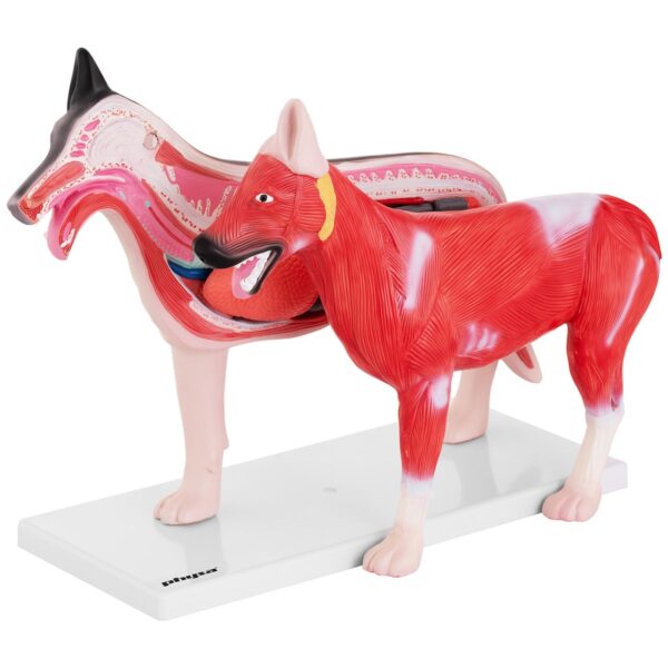 Model anatomiczny 3D psa z wyjmowanymi organami 5 10040330 5