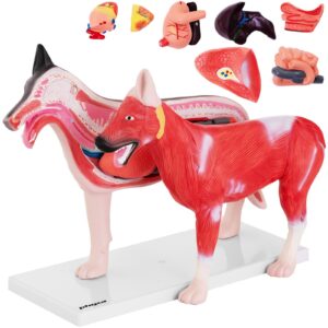 Model anatomiczny 3D psa z wyjmowanymi organami 6 Model anatomiczny 3D psa z wyjmowanymi organami - obrazek 1