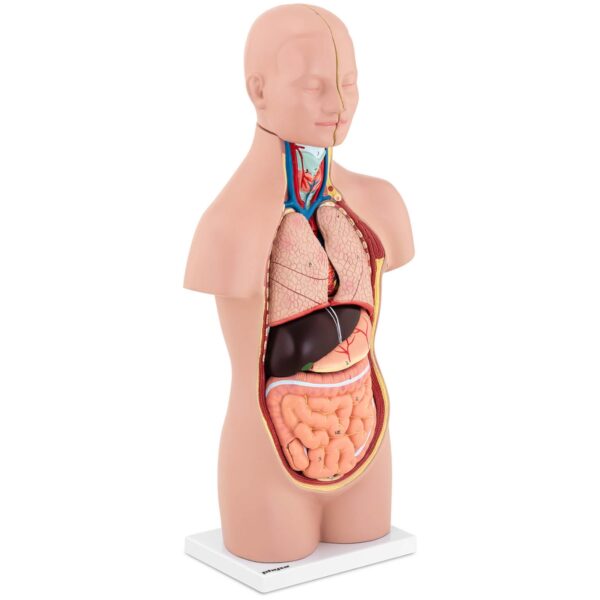 Model anatomiczny 3D tułowia człowieka z wyjmowanymi organami 1 10040332 1