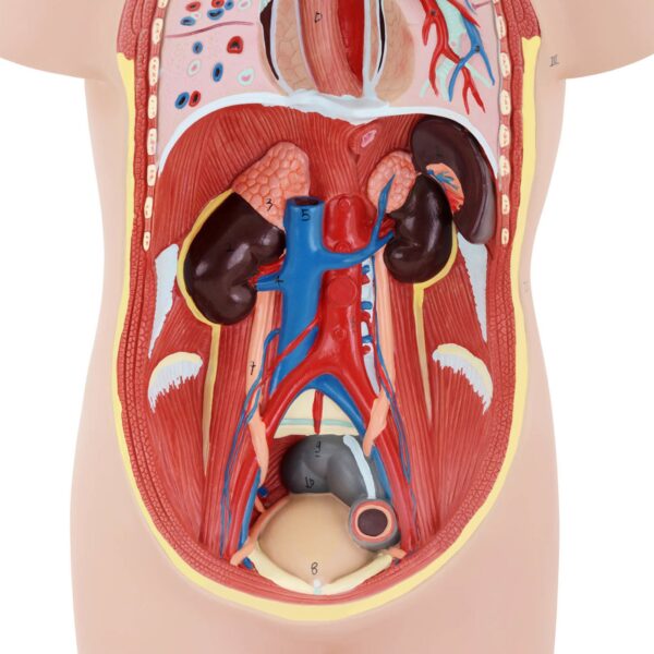Model anatomiczny 3D tułowia człowieka z wyjmowanymi organami 2 10040332 2