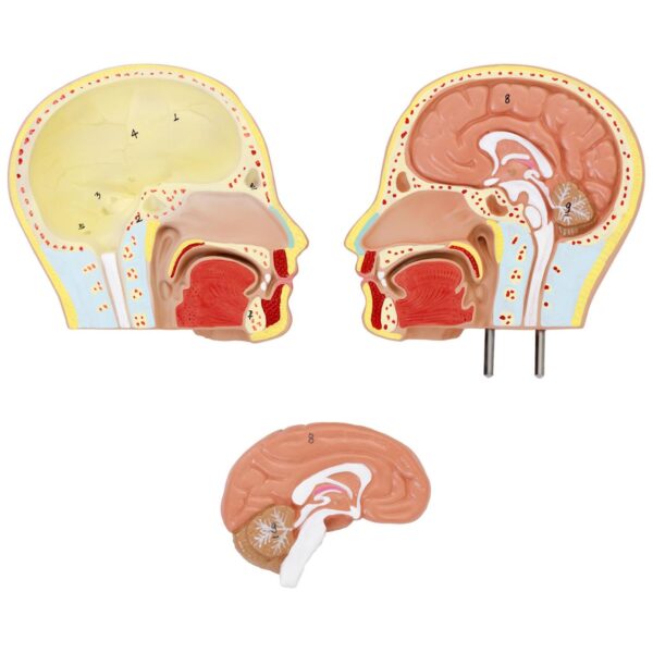 Model anatomiczny 3D tułowia człowieka z wyjmowanymi organami 3 10040332 3
