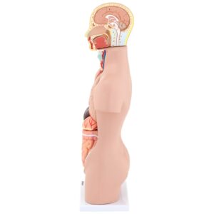 Model anatomiczny 3D tułowia człowieka z wyjmowanymi organami 12 Model anatomiczny 3D tułowia człowieka z wyjmowanymi organami - obrazek 5