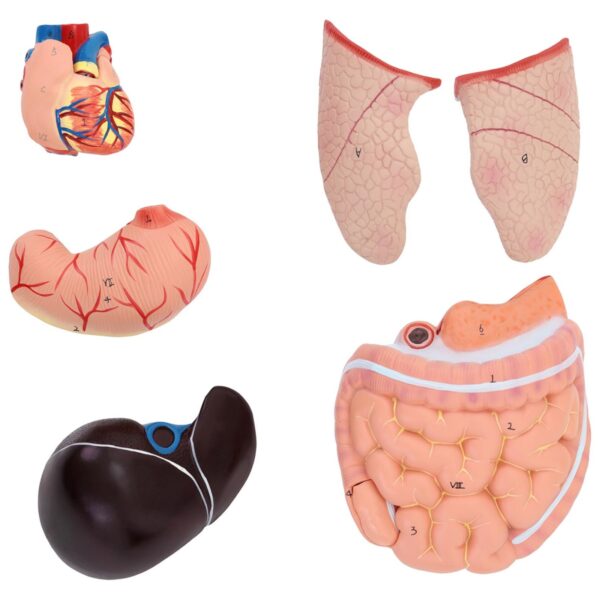 Model anatomiczny 3D tułowia człowieka z wyjmowanymi organami 5 10040332 5