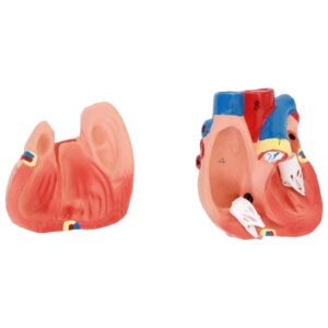 Model anatomiczny 3D tułowia człowieka z wyjmowanymi organami 14 Model anatomiczny 3D tułowia człowieka z wyjmowanymi organami - obrazek 7