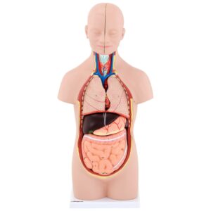 Model anatomiczny 3D tułowia człowieka z wyjmowanymi organami 15 Model anatomiczny 3D tułowia człowieka z wyjmowanymi organami - obrazek 8