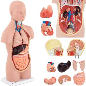 Model anatomiczny 3D tułowia człowieka z wyjmowanymi organami 8 Model anatomiczny 3D tułowia człowieka z wyjmowanymi organami - obrazek 1
