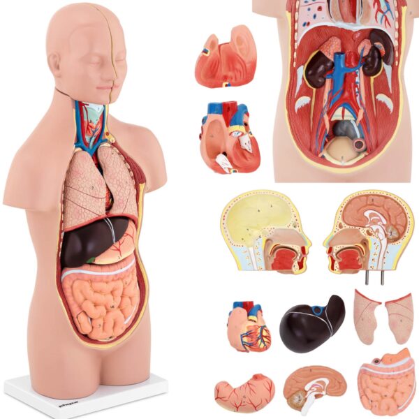 10040332-model-anatomiczny-3d-tulowia-czlowieka-z-wyjmowanymi-organami-hurtownia-sklep 10040332 model anatomiczny 3d tulowia czlowieka z wyjmowanymi organami hurtownia sklep