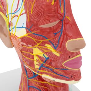 Model anatomiczny 3D głowy i szyi człowieka skala 1:1 7 Model anatomiczny 3D głowy i szyi człowieka skala 1:1 - obrazek 3
