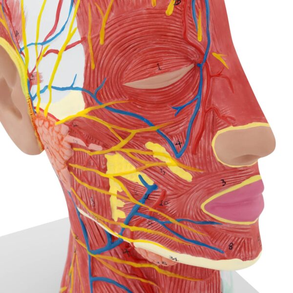 Model anatomiczny 3D głowy i szyi człowieka skala 1:1 2 10040335 2