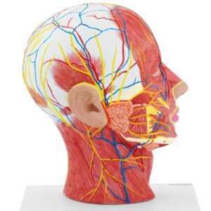 Model anatomiczny 3D głowy i szyi człowieka skala 1:1 8 Model anatomiczny 3D głowy i szyi człowieka skala 1:1 - obrazek 4