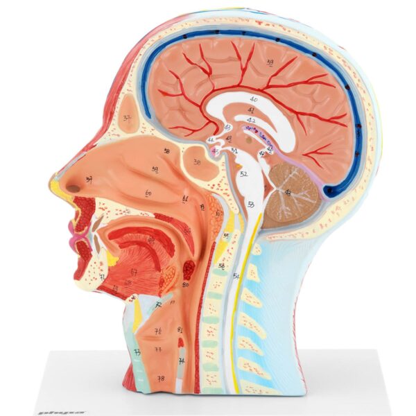 Model anatomiczny 3D głowy i szyi człowieka skala 1:1 4 10040335 4
