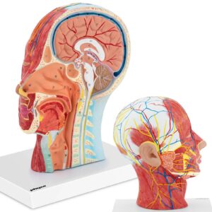 Model anatomiczny 3D głowy i szyi człowieka skala 1:1 5 Model anatomiczny 3D głowy i szyi człowieka skala 1:1 - obrazek 1
