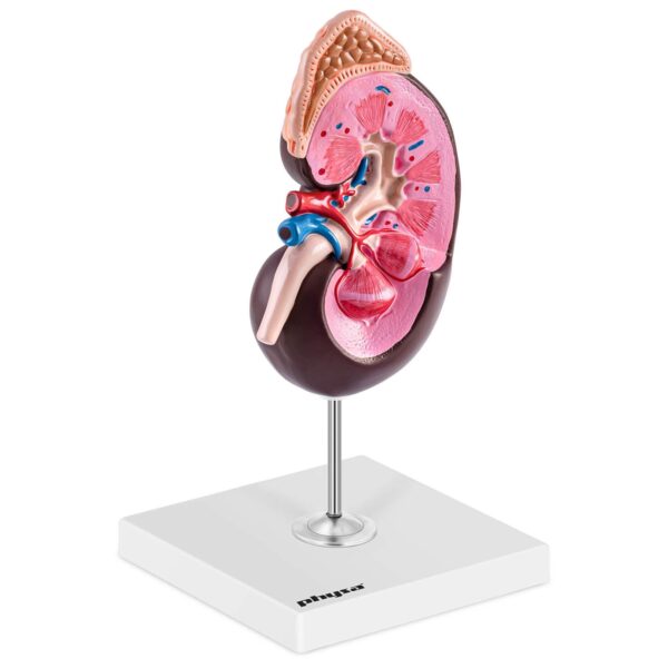 Model anatomiczny 3D nerki człowieka skala 1.5:1 1 10040339 1