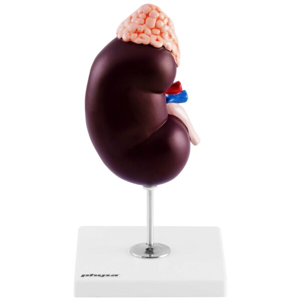 Model anatomiczny 3D nerki człowieka skala 1.5:1 2 10040339 2